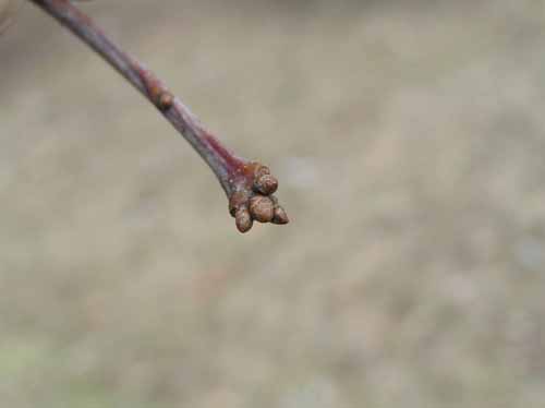 Bud of a White Oak tree.