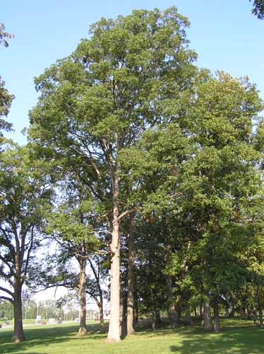 A White Oak tree in its habitat.