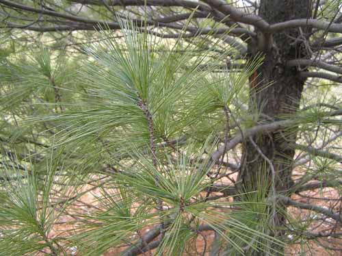 Branch of a White Pine tree.