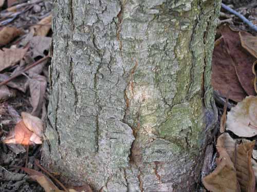 Bark of a Yellow Buckeye tree.