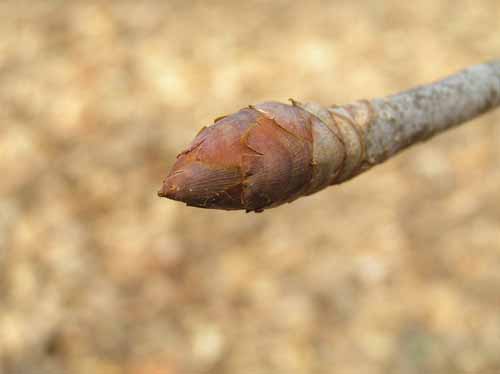 Bud of a Yellow Buckeye tree.