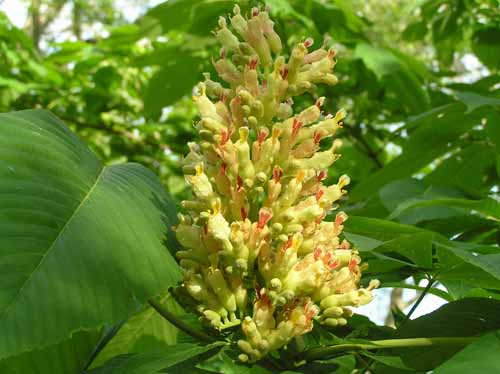Flowers of a Yellow Buckeye tree.