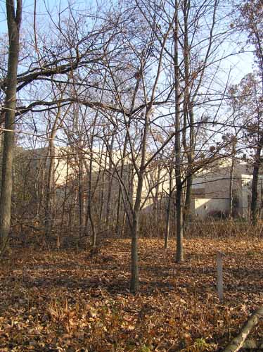 A Yellow Buckeye tree in its habitat.