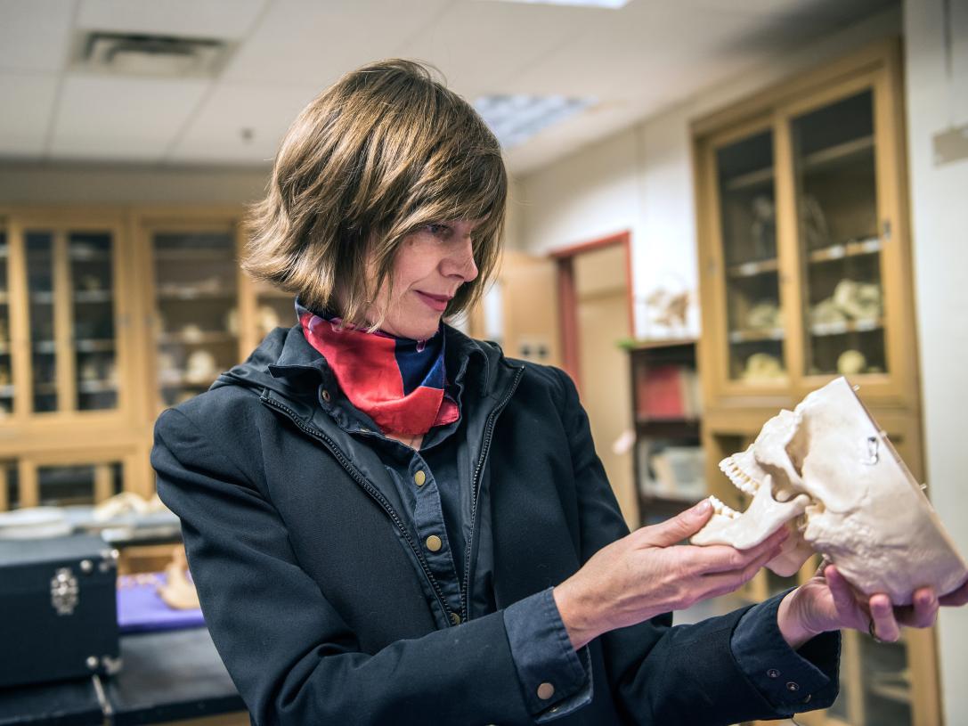 Returning student in the anthropology bone lab.