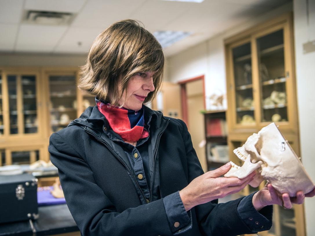Returning student holds a skull in a bone lab for anthropology.