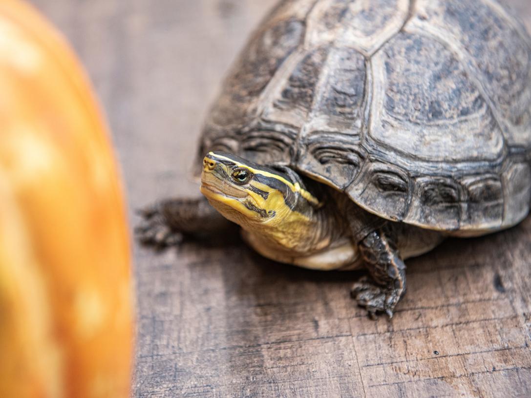 Environmental-Center-Marine-Biology-Turtle