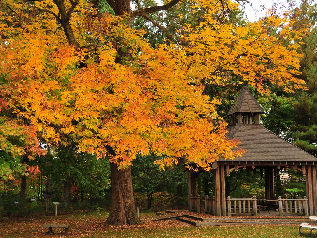 Tree with colorful leaves
