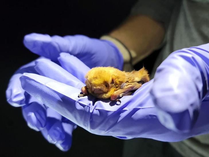 Eastern red bat captured at Fox Island County Park