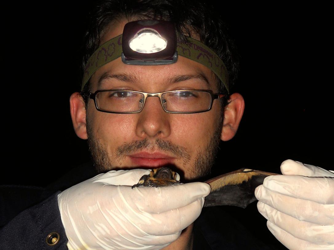 Professor Scott Bergeson holds a hoary bat, the largest bat in Indiana.