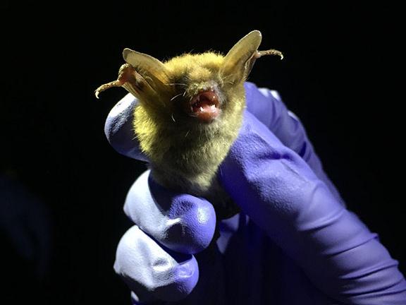 A Northern long-eared bat captured at Fox Island County Park in Allen County, Indiana. 