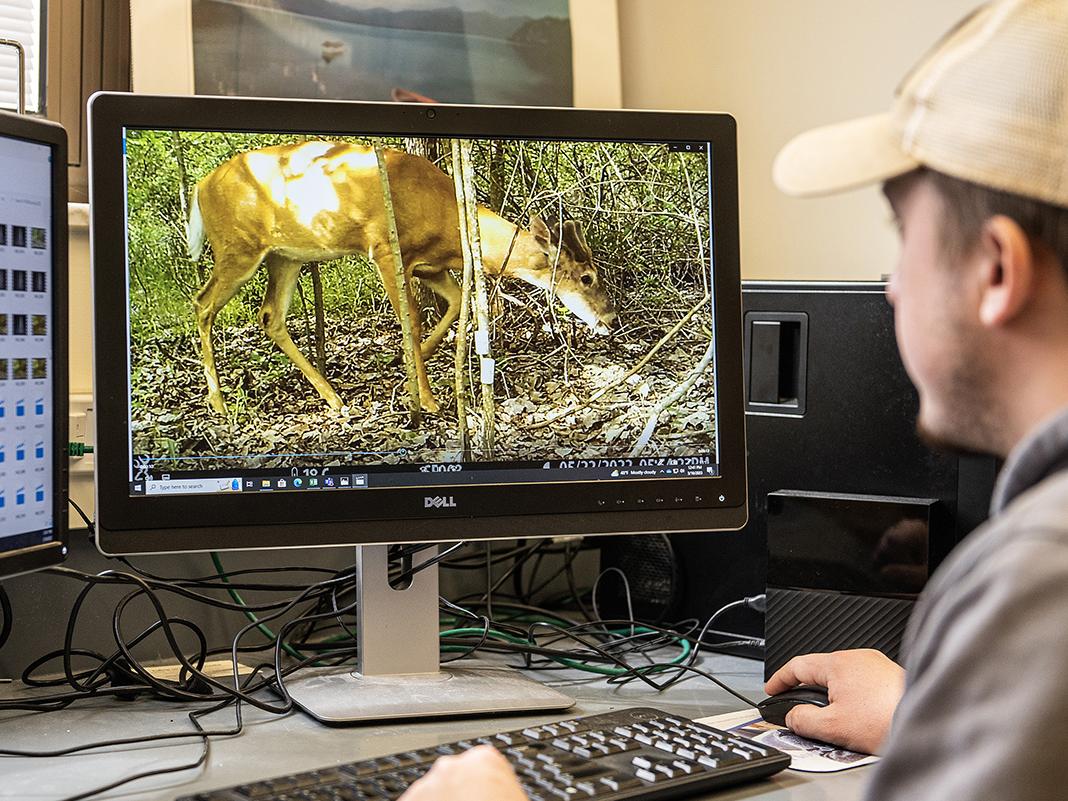 Carsten White is looking at a deer on a computer screen