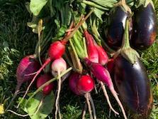 garden produce