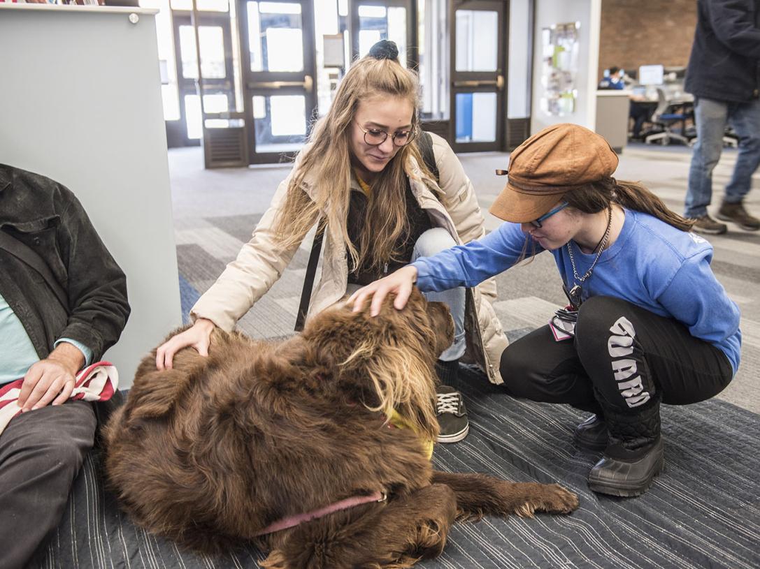 Students are petting a therapy dog in Helmke Library