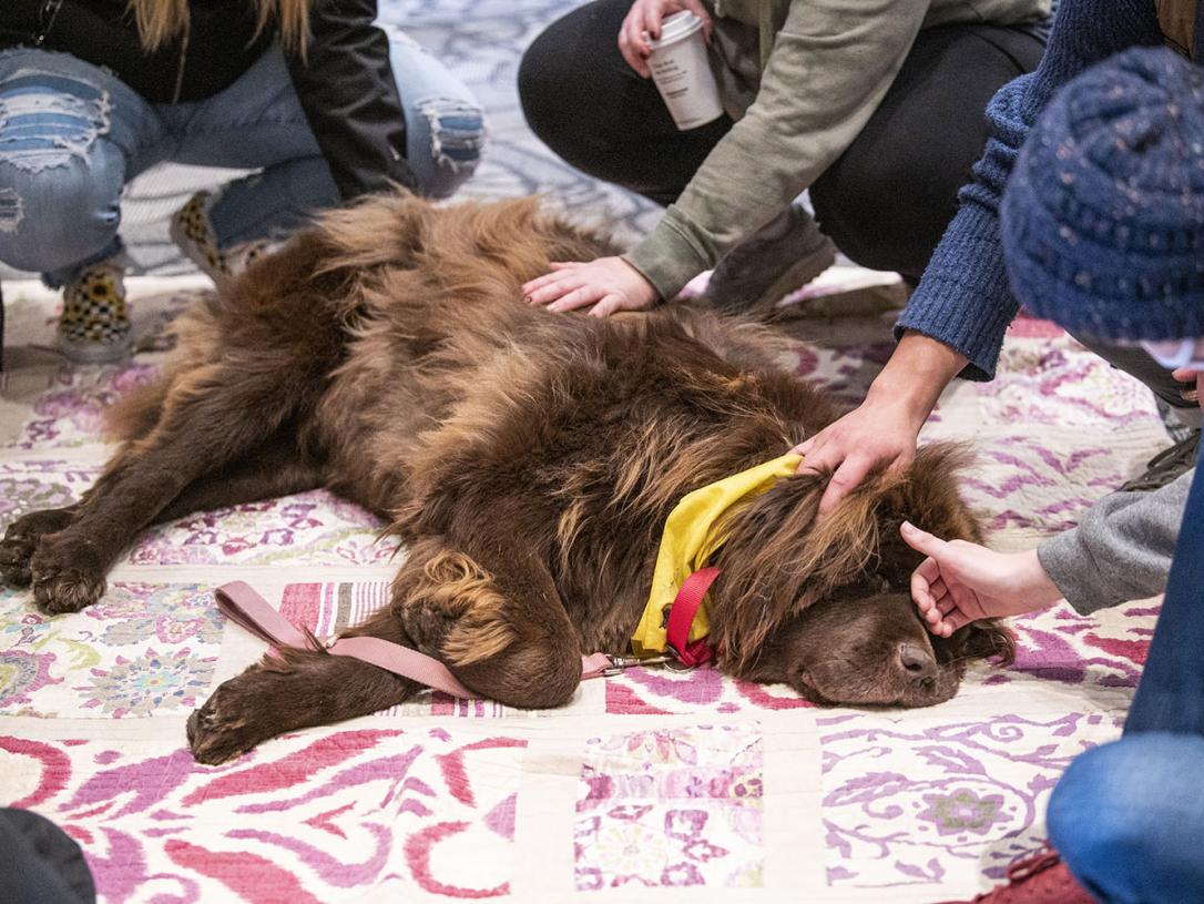 A therapy dog is meeting with students in Helmke Library.