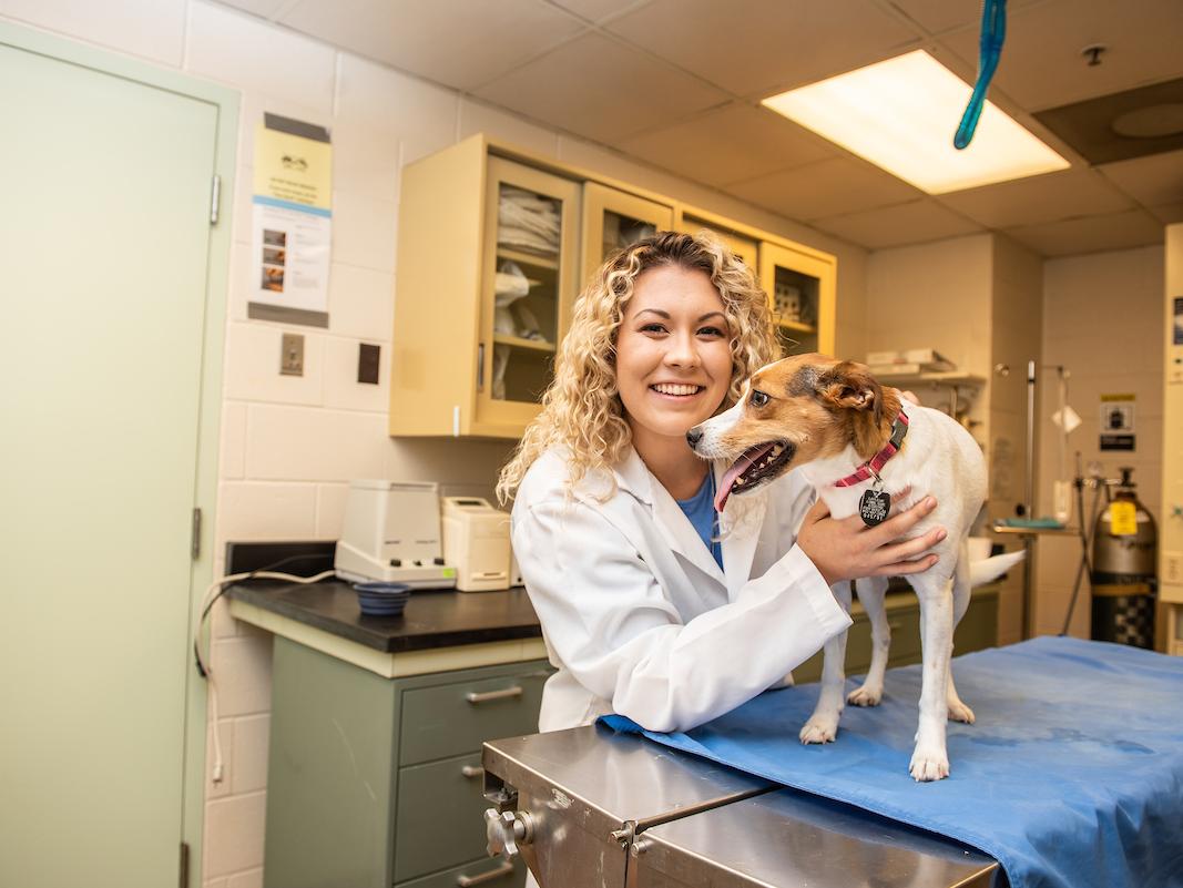 Vet examining a dog