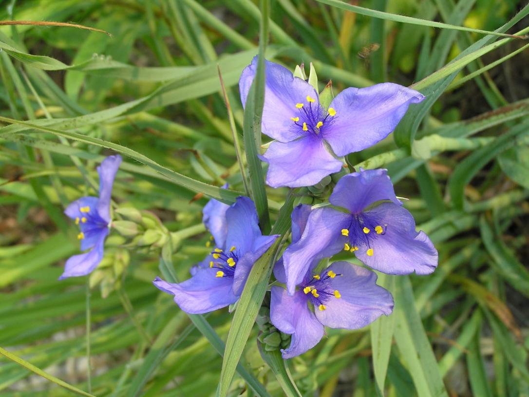 Ohio Spiderwort