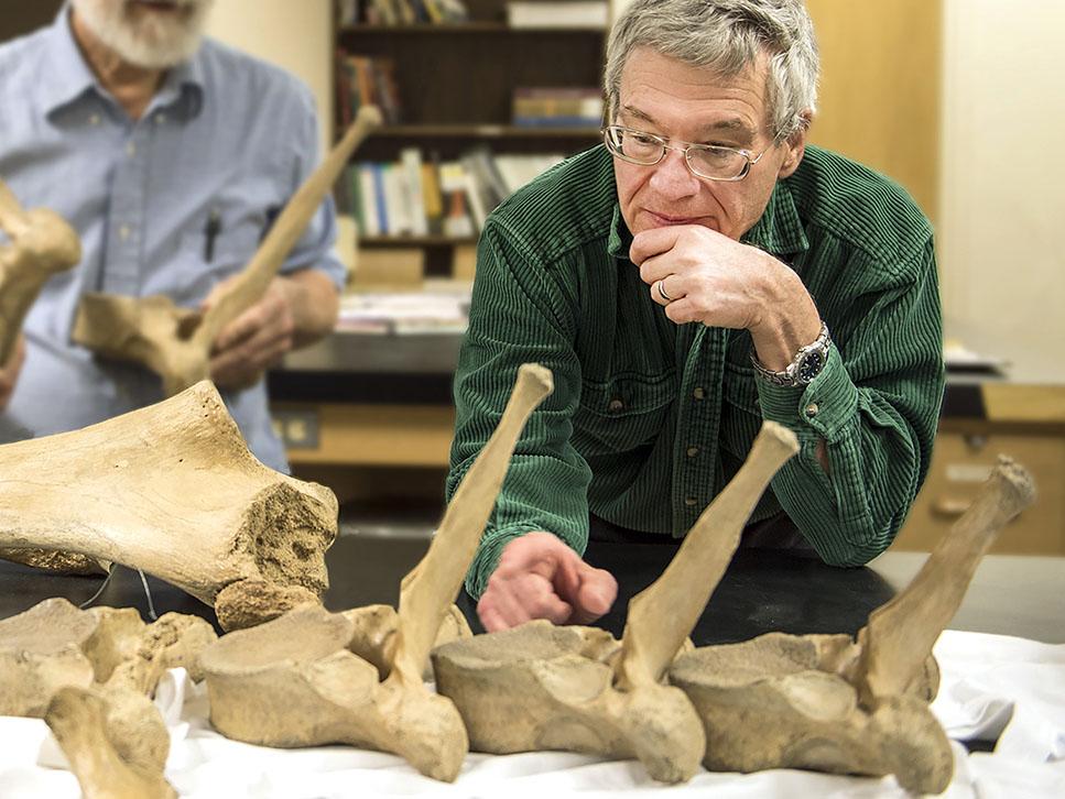 James Farlow is looking at mastodon bones