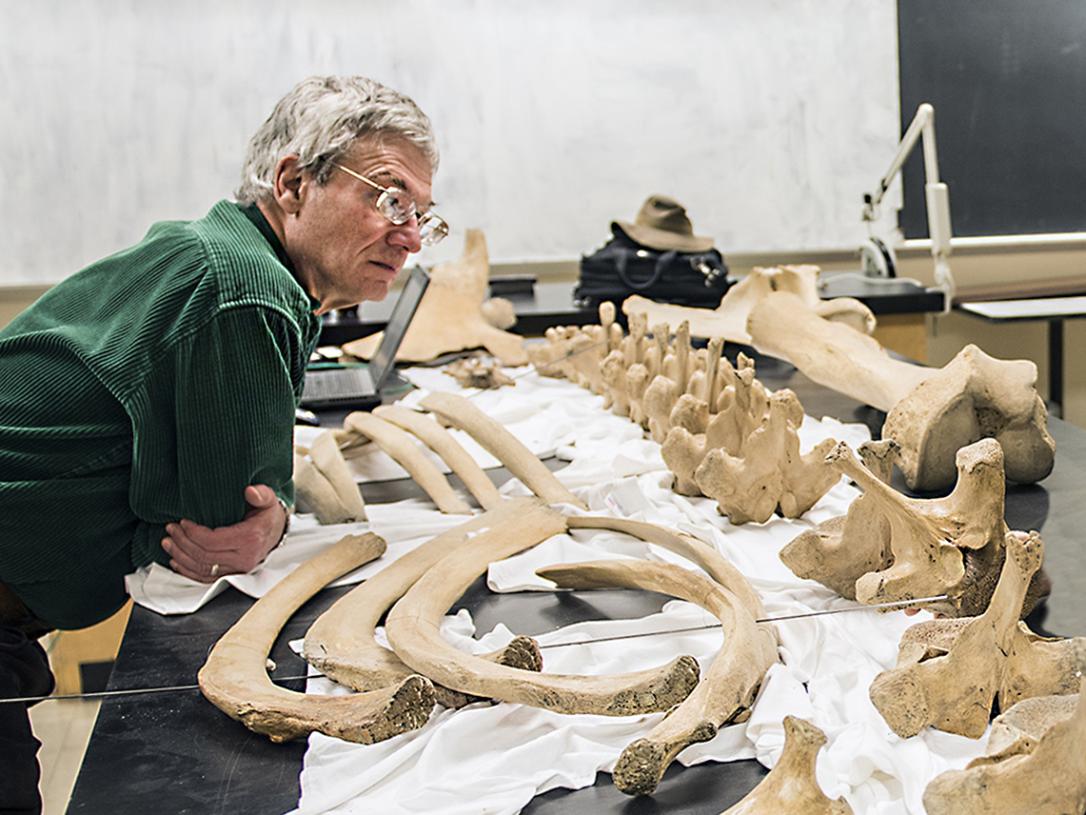 James Farlow is looking at mastodon bones