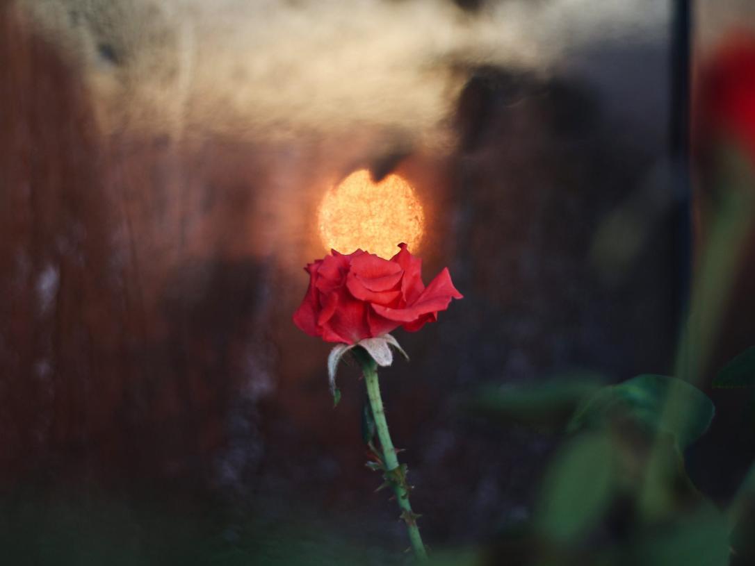 A small rose with the sunset's reflection on top of it.