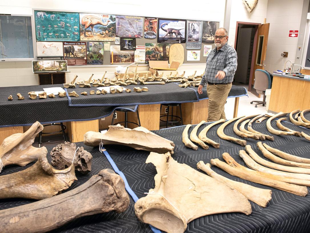 Mastodon bones being assembled for transport.