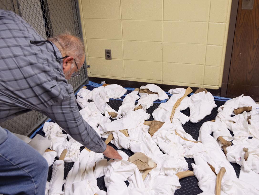 Mastodon bones being assembled for transport.