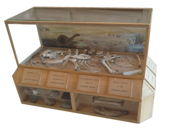 The original mastodon bones display case in Kettler Hall.