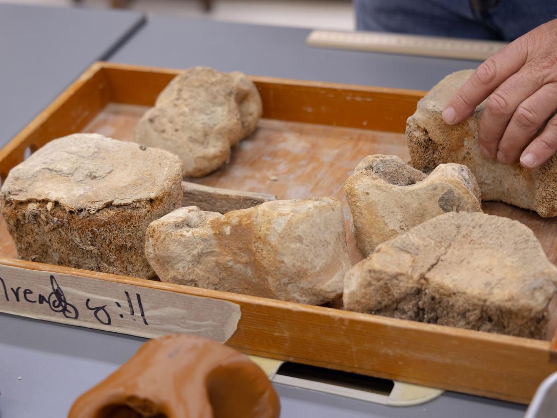 Mastodon bones being assembled for transport.