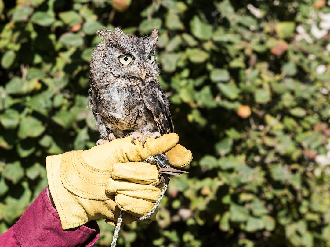 A small Owl
