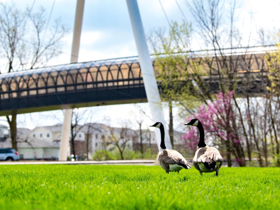 Geese walking in front of the bridge