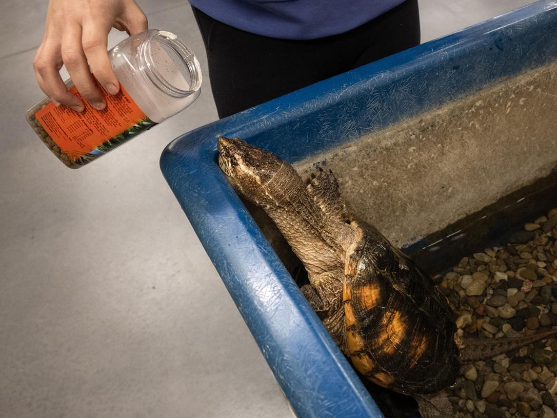 Feeding a turtle