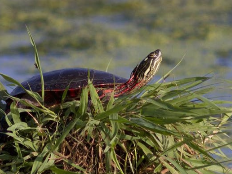 Turtle sitting on grass