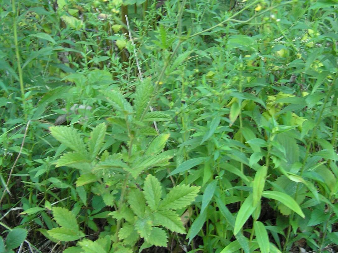 Agrimony habit