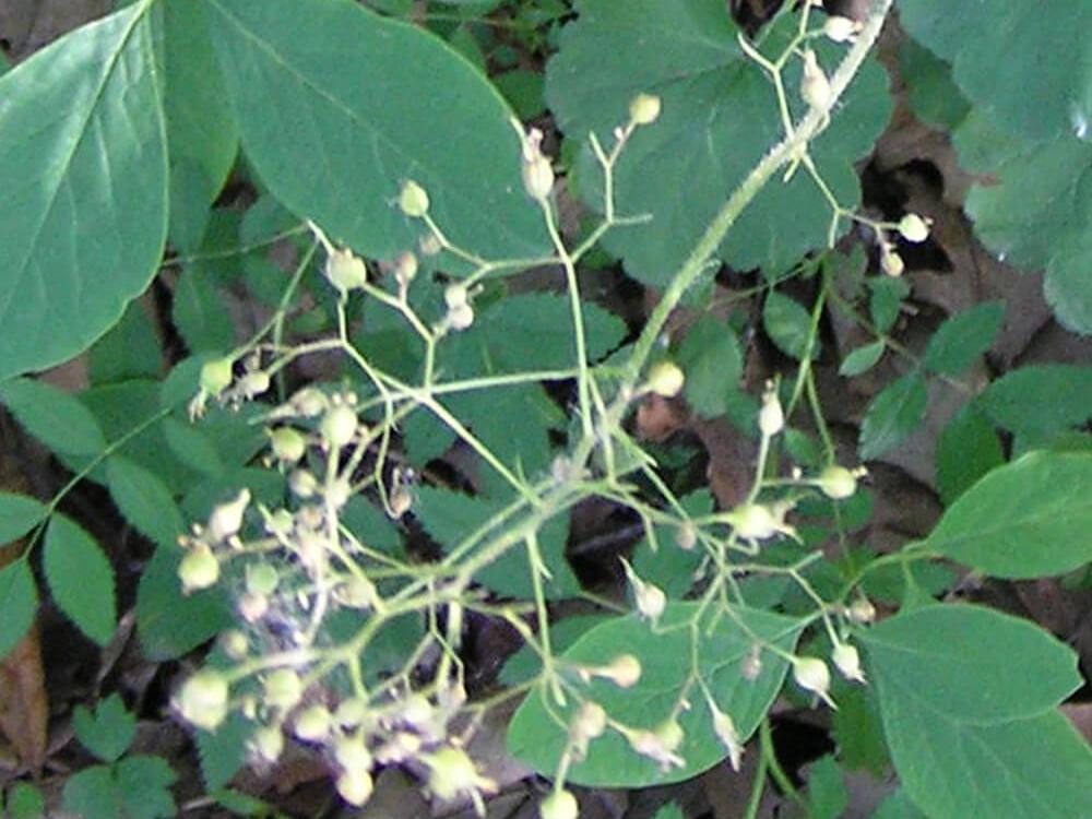 Alumroot flower