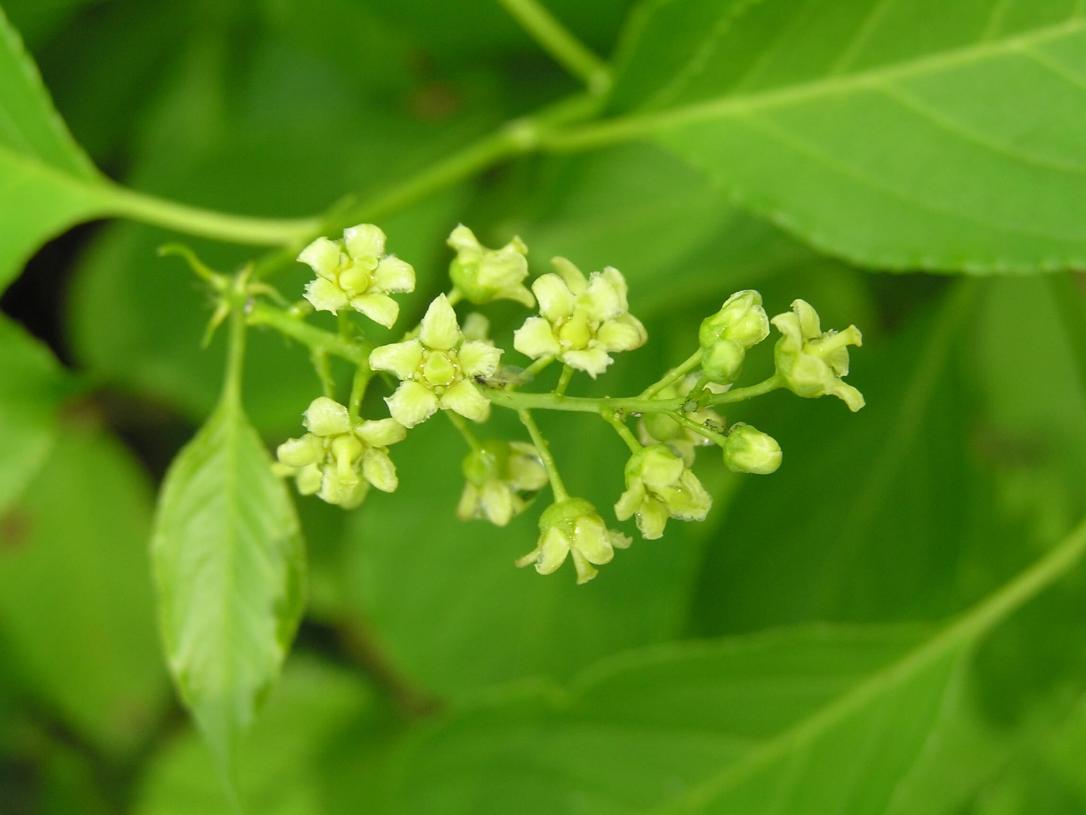 American Bittersweet flower