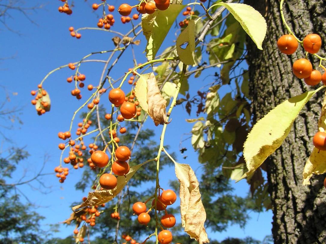 American Bittersweet fruit