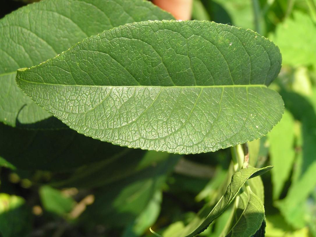 American Bittersweet leaves