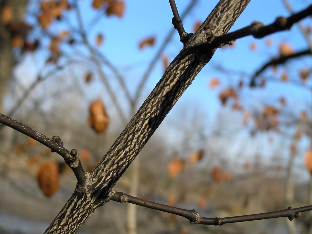 American Bladdernut branch