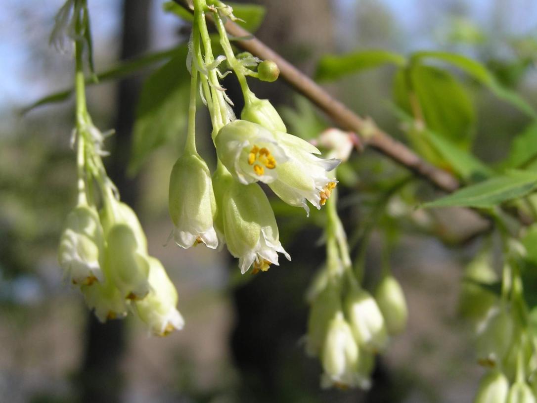 American Bladdernut flower