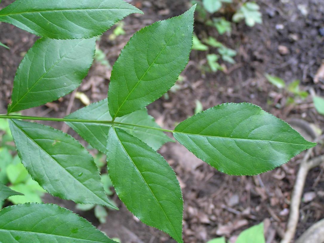 American Bladdernut leaves