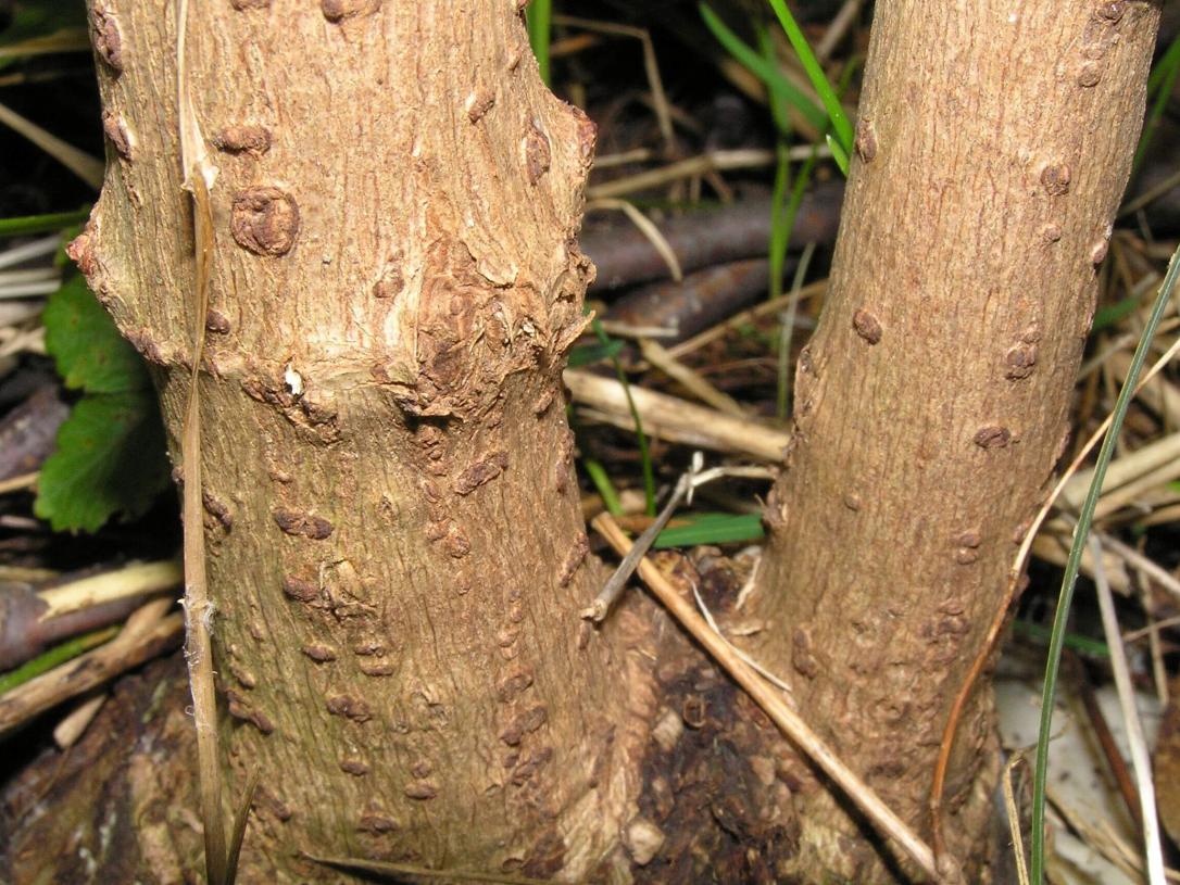American Elderberry bark
