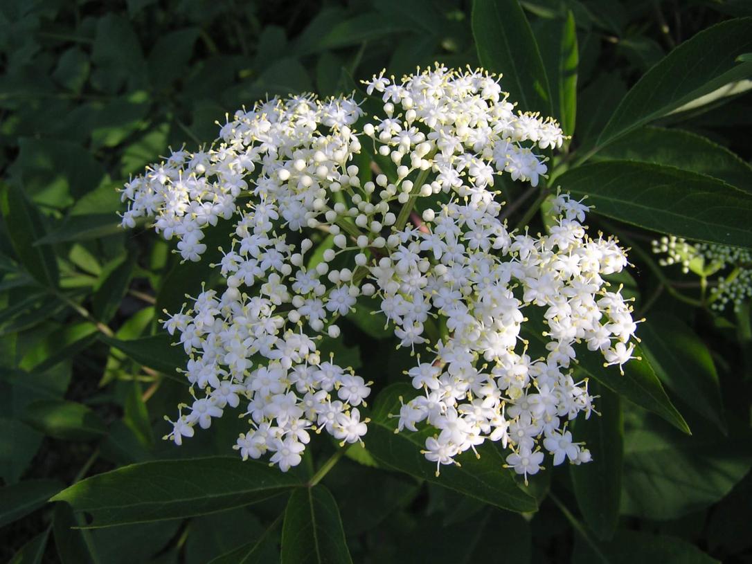 American Elderberry flower