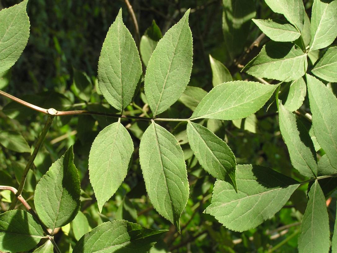 American Elderberry leaves
