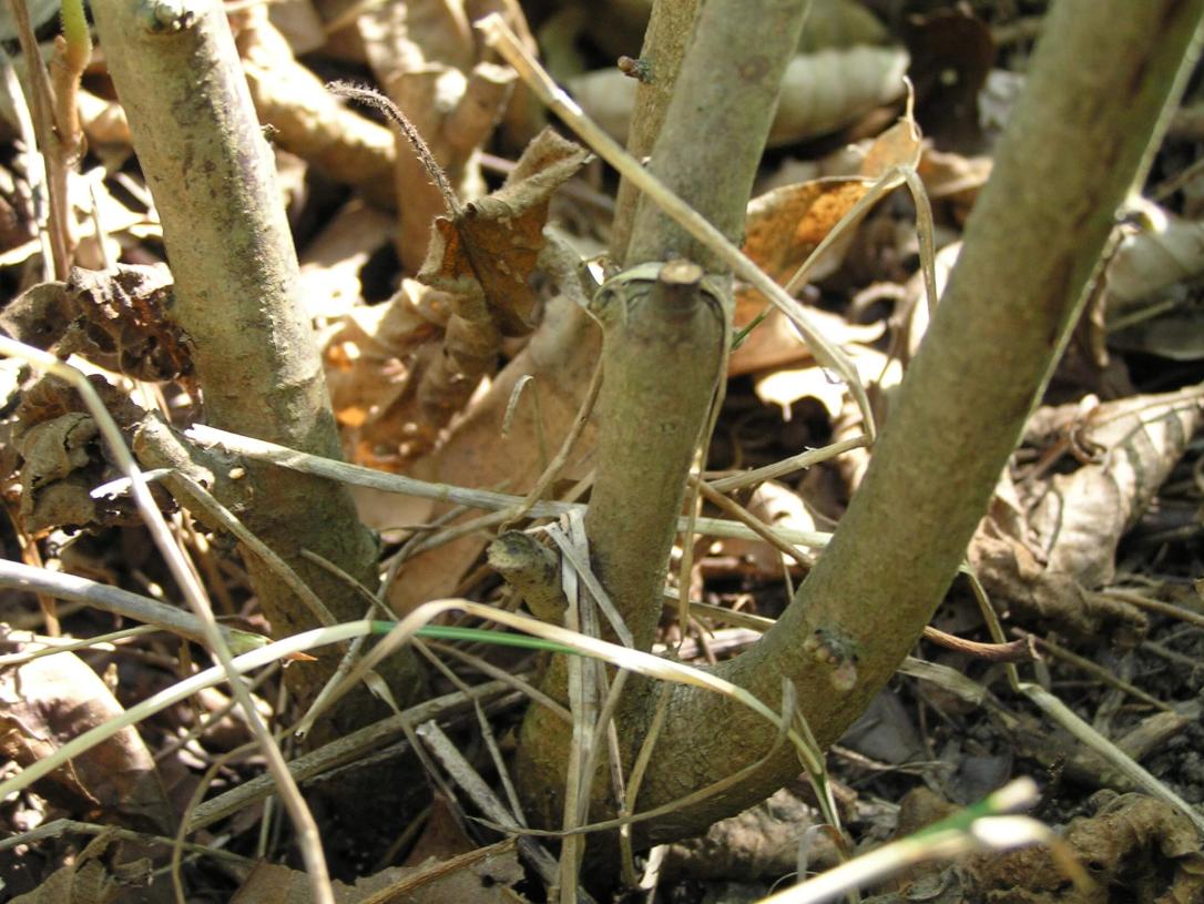 American Filbert bark