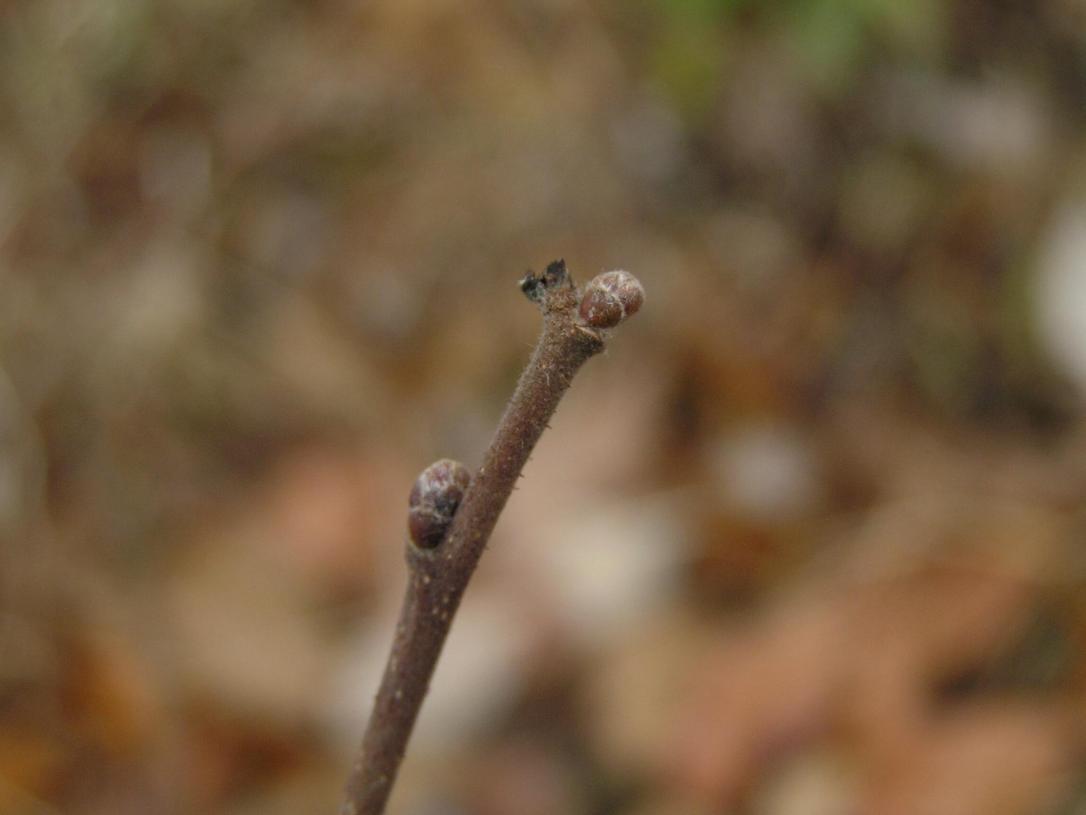 American Filbert bud