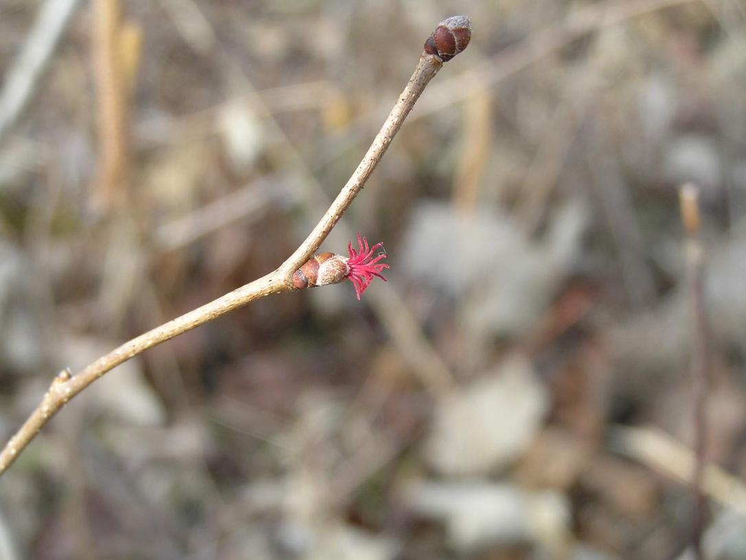 American Filbert flower