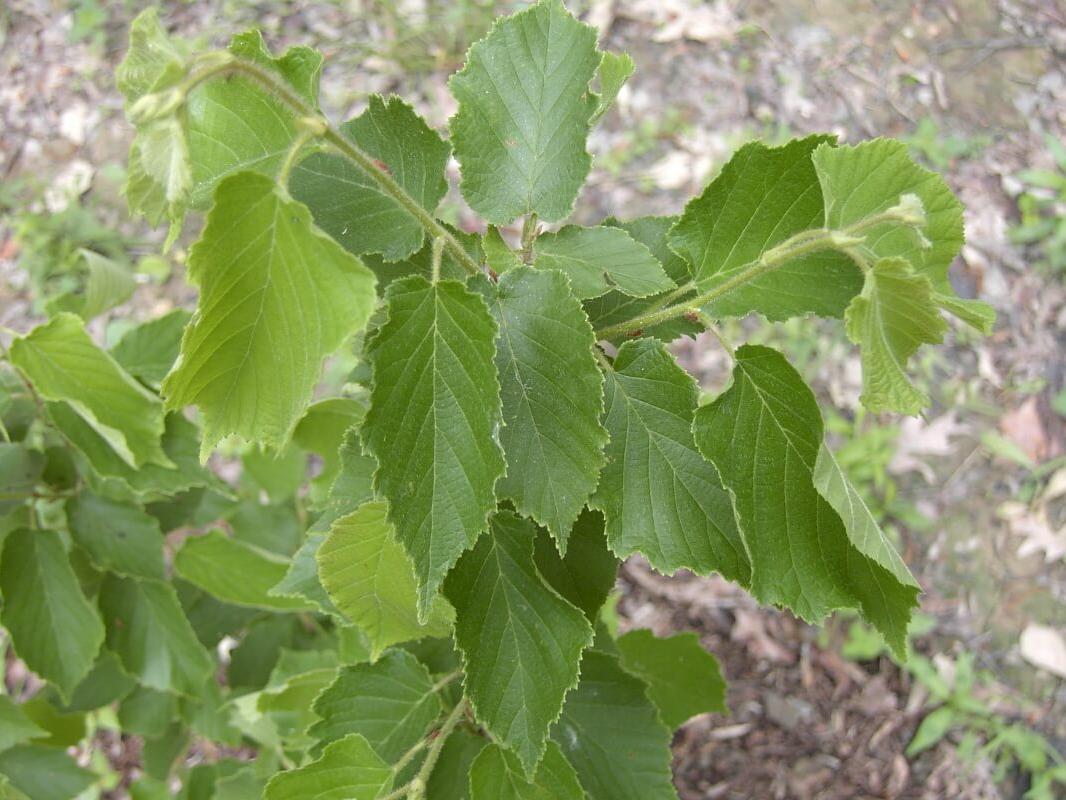 American Filbert leaves