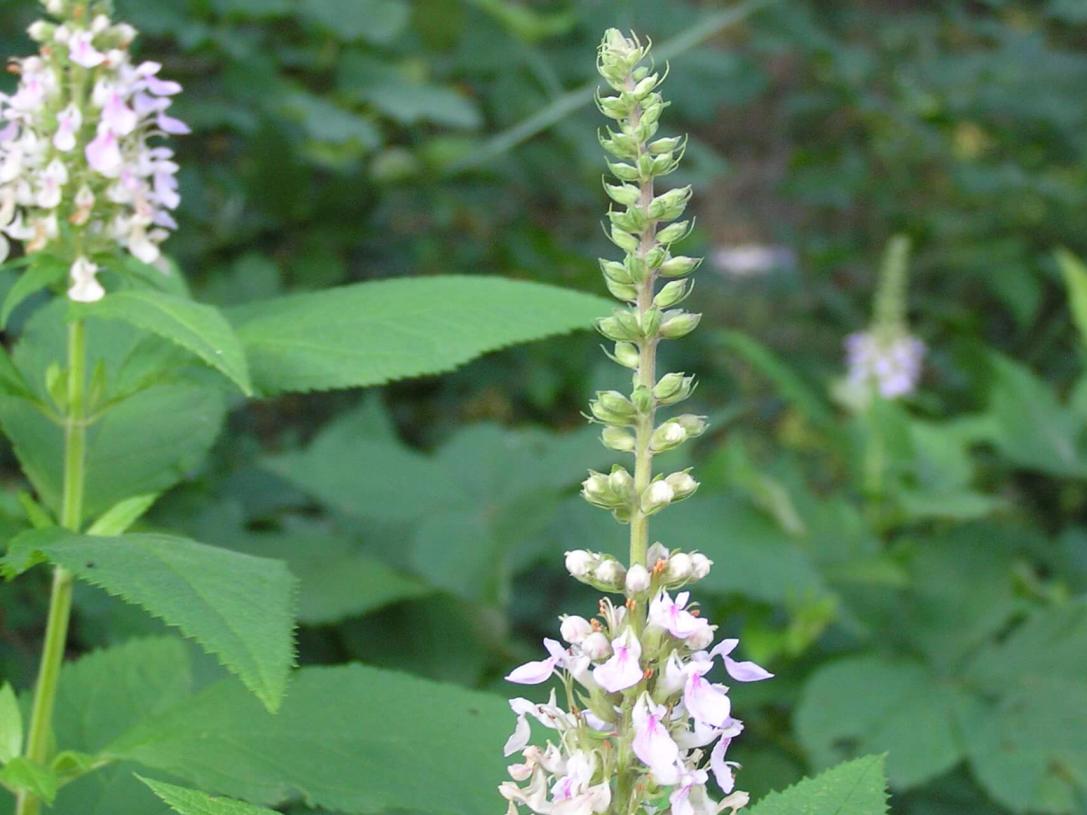 American Germander habit