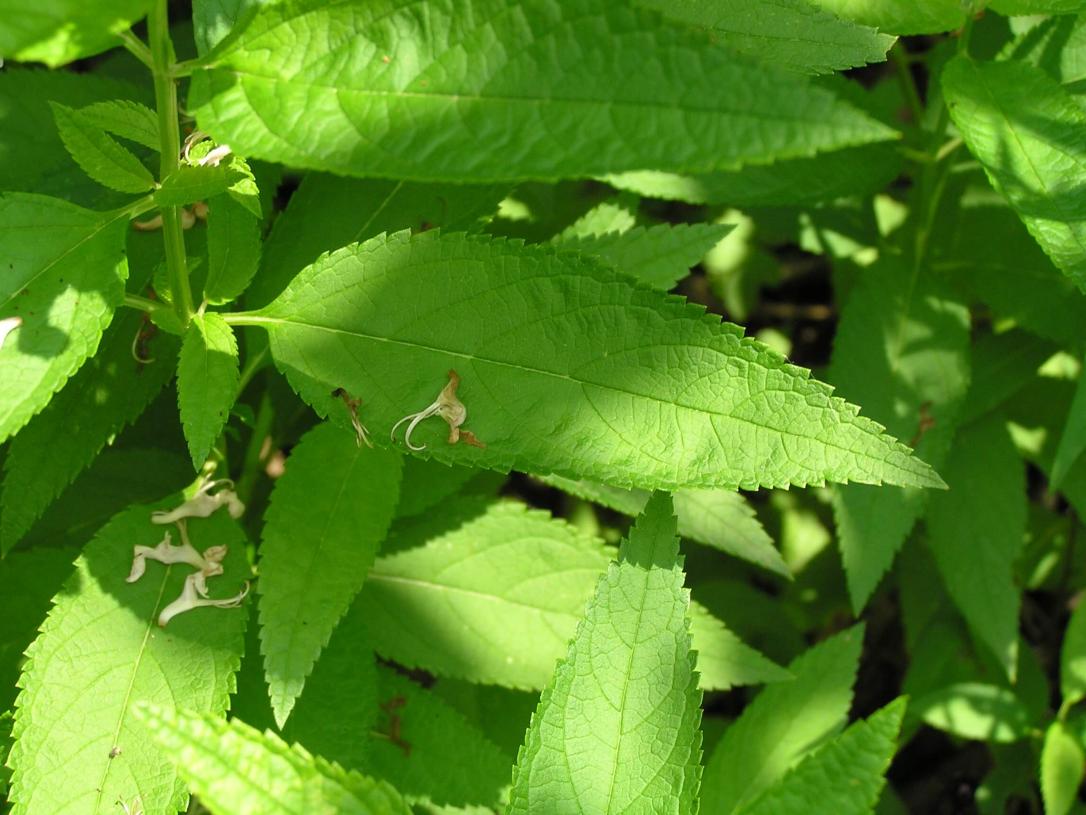 American Germander leaves