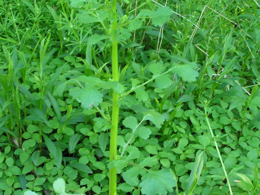 American Ragwort habit