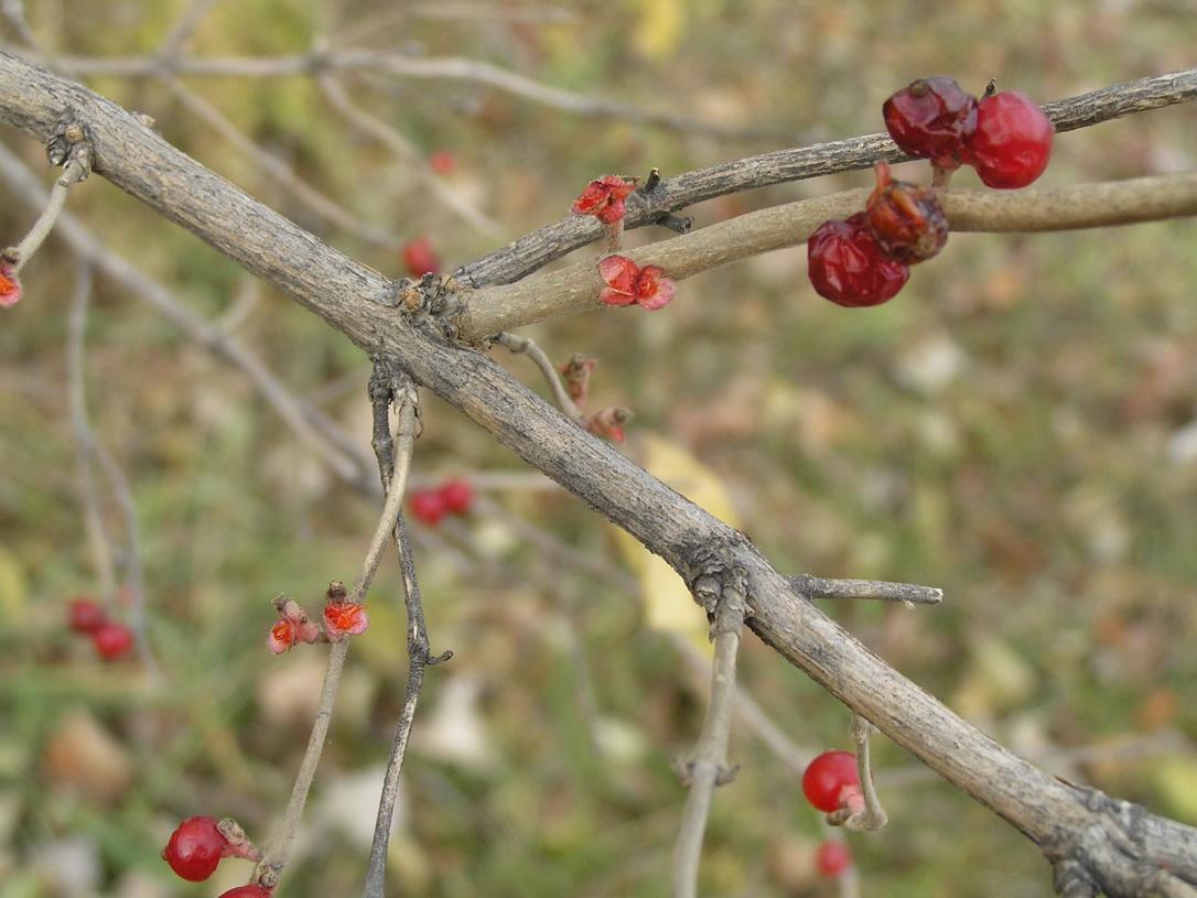 Amur Honeysuckle branch